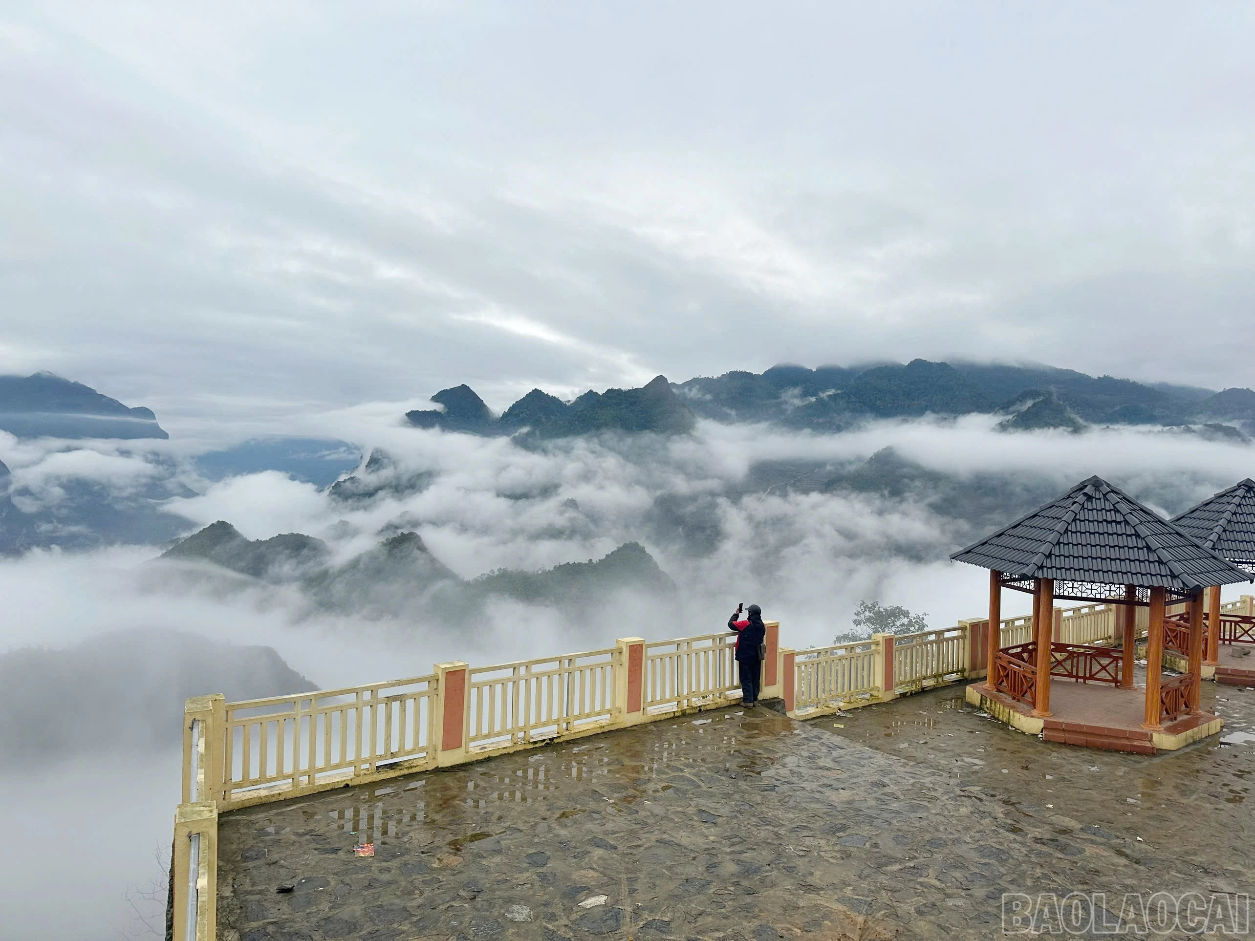 baolaocai-br_si-9.jpg
