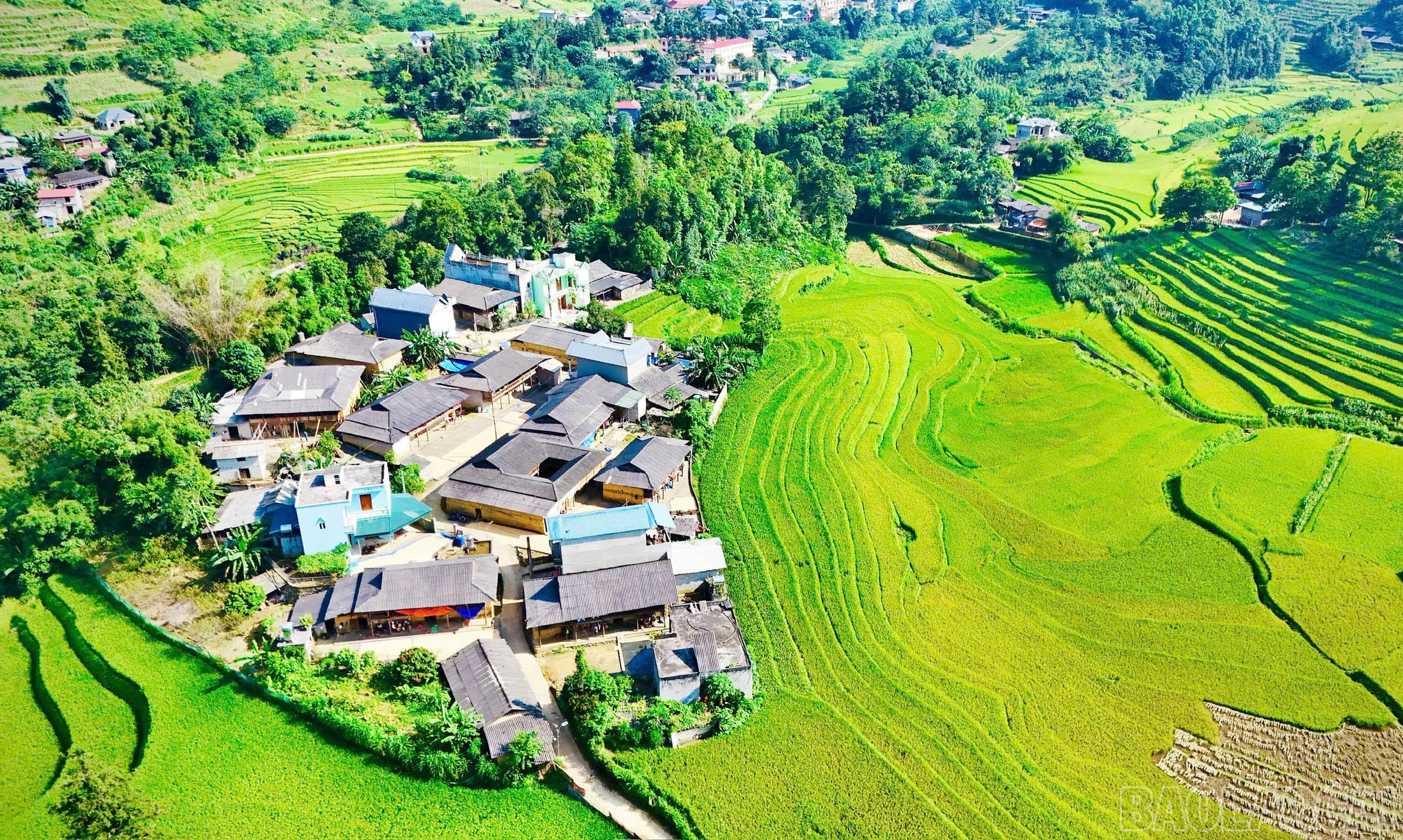baolaocai-br_si-12.jpg