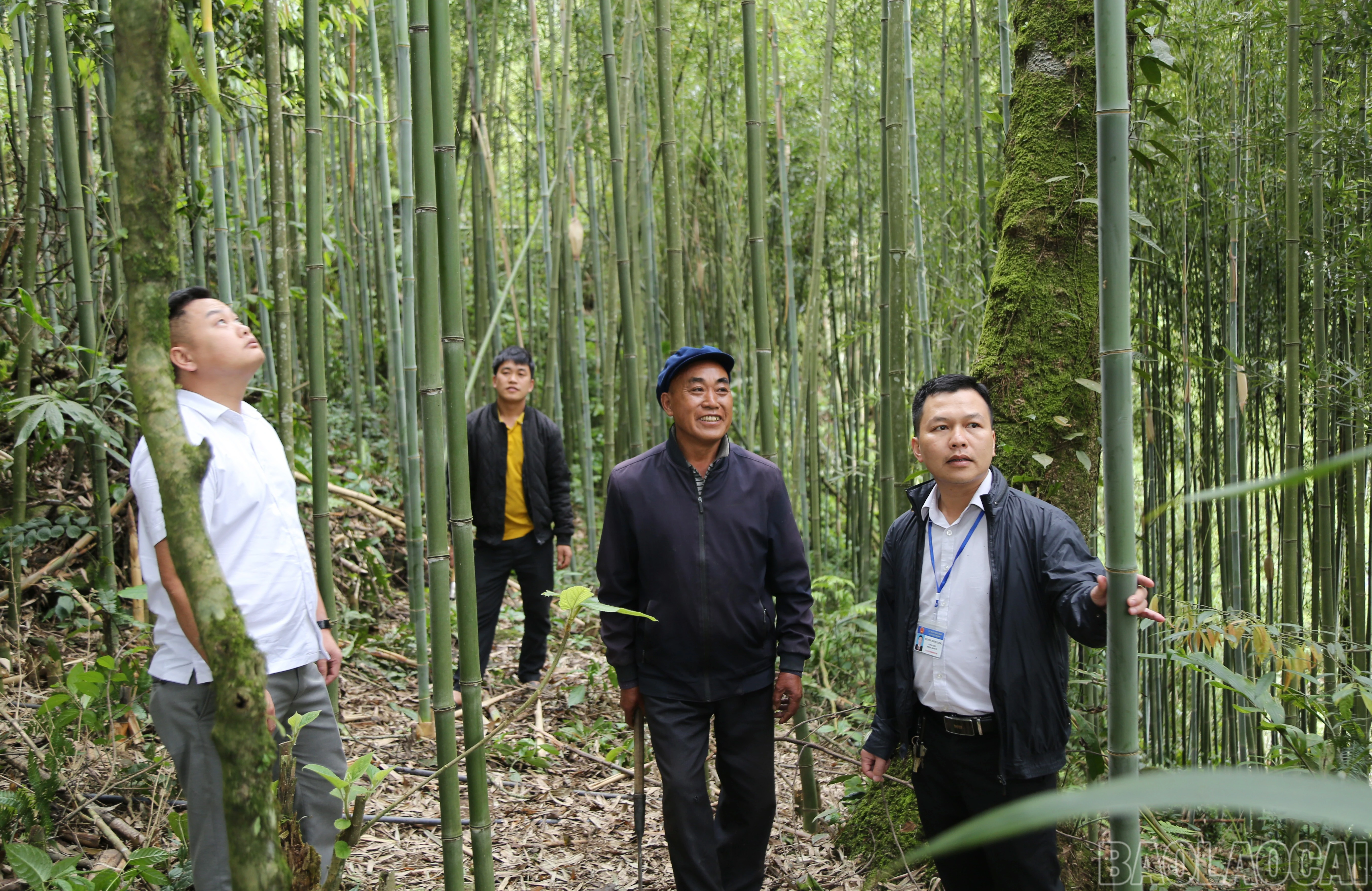 baolaocai-br_s-4.jpg