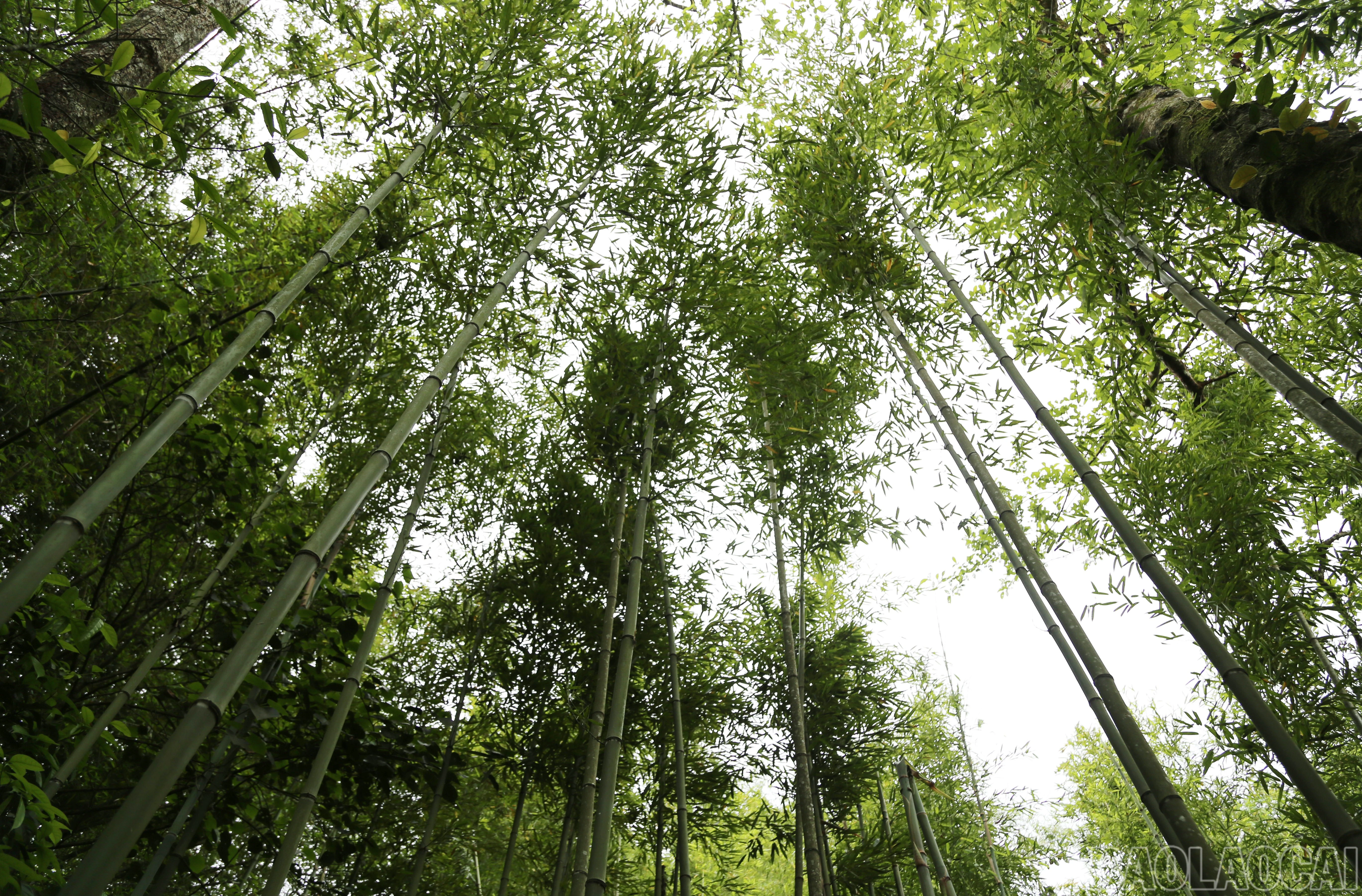 baolaocai-br_s-5.jpg