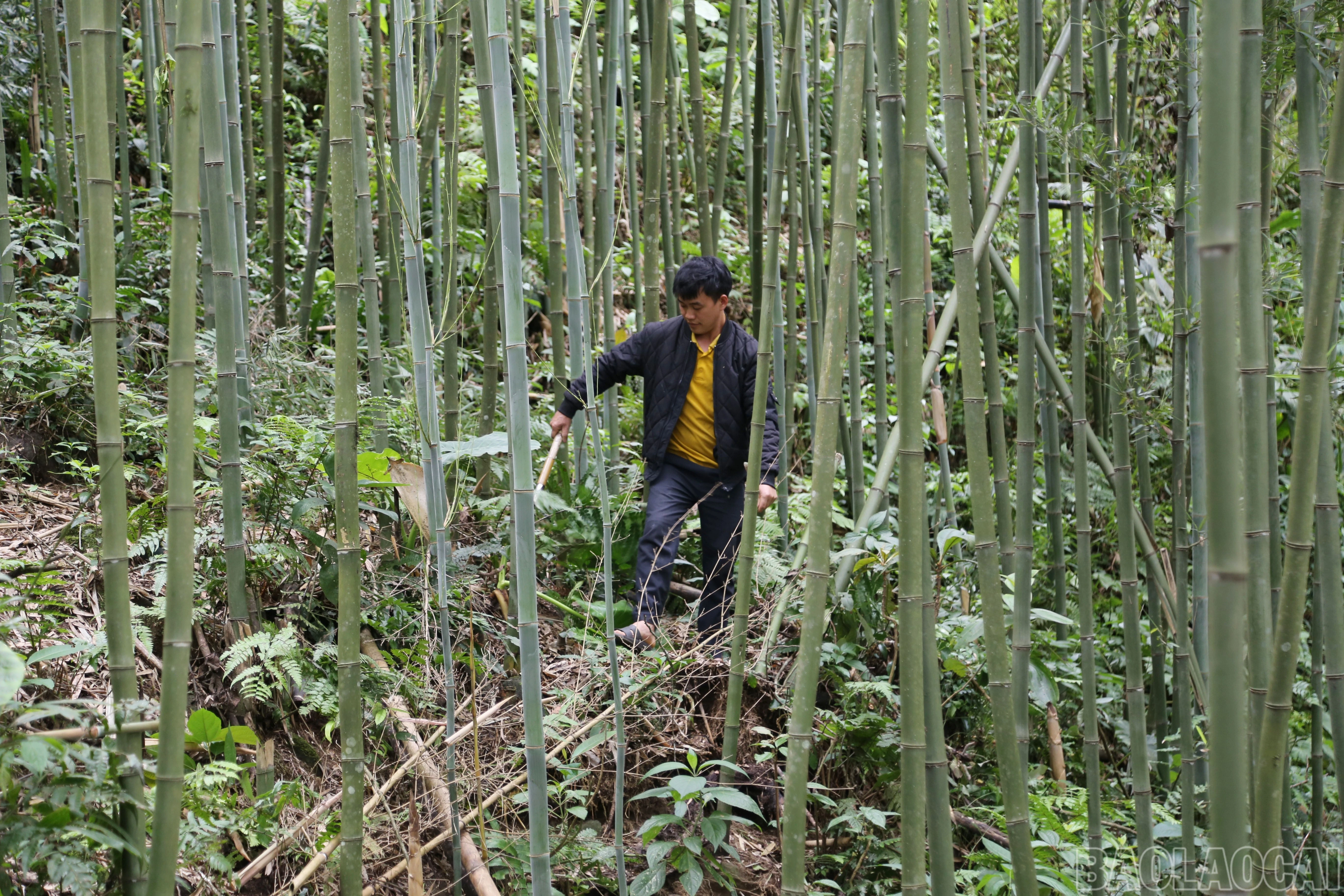 baolaocai-br_s-1.jpg