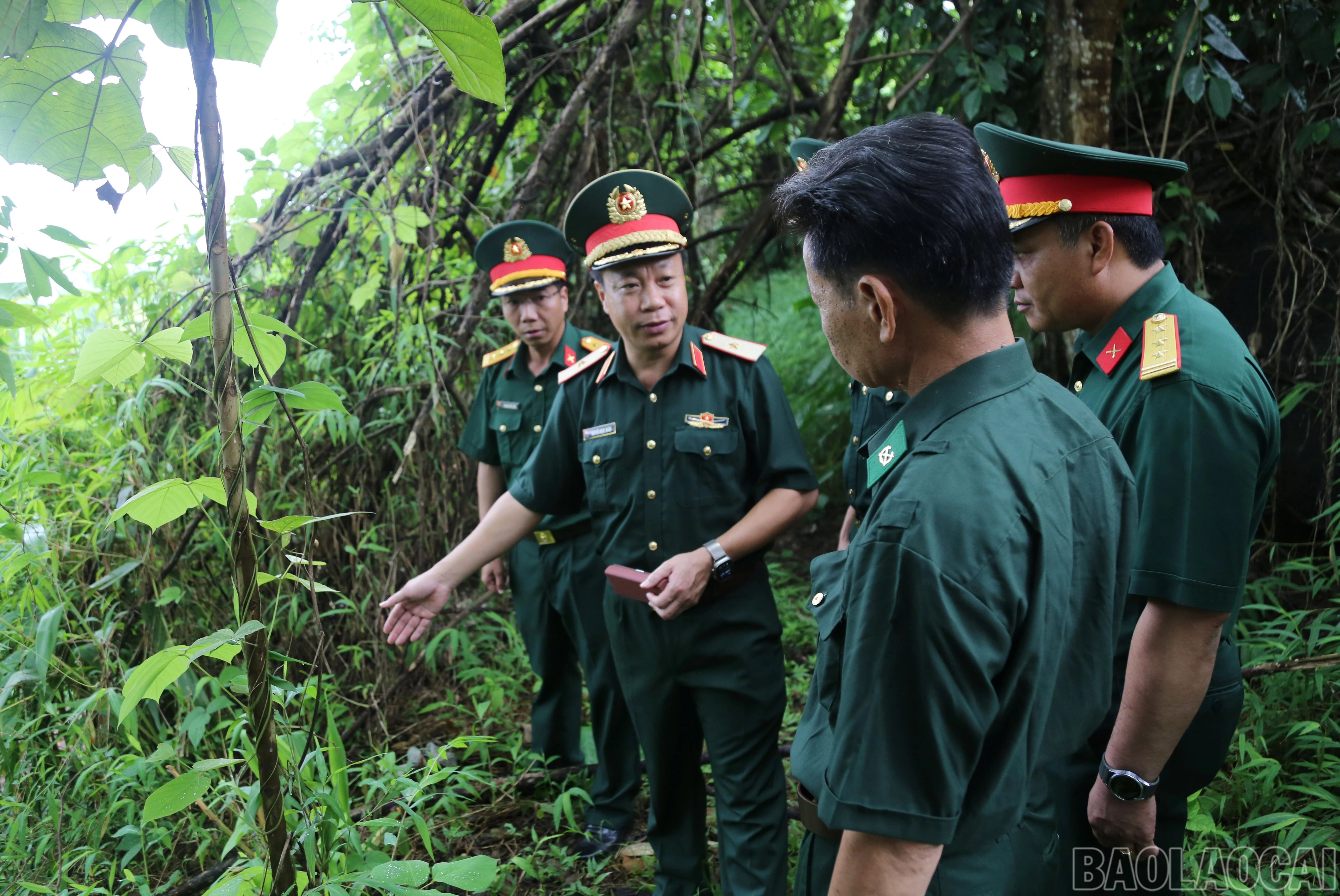 baolaocai-br_a-9.jpg