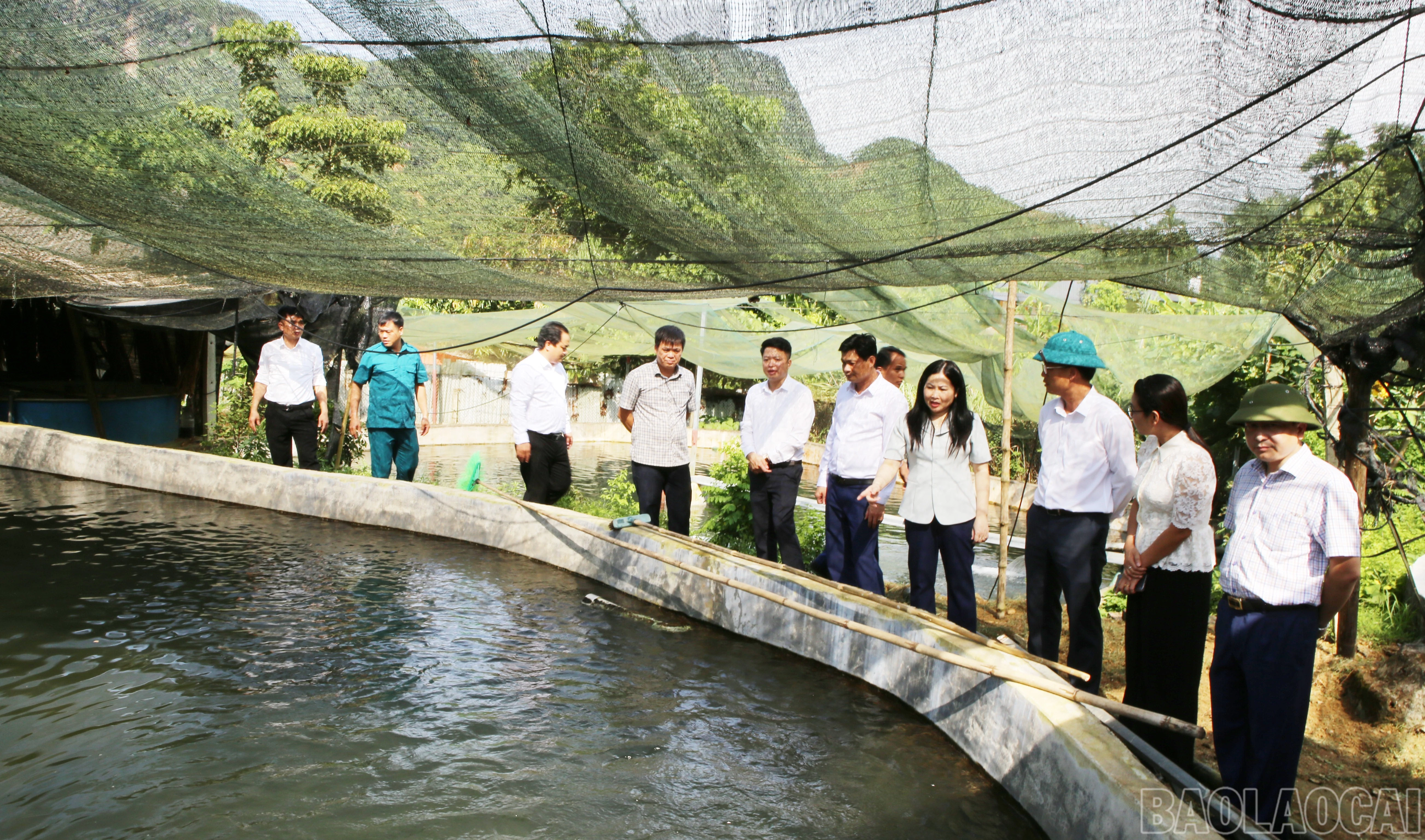 baolaocai-br_k-13.jpg