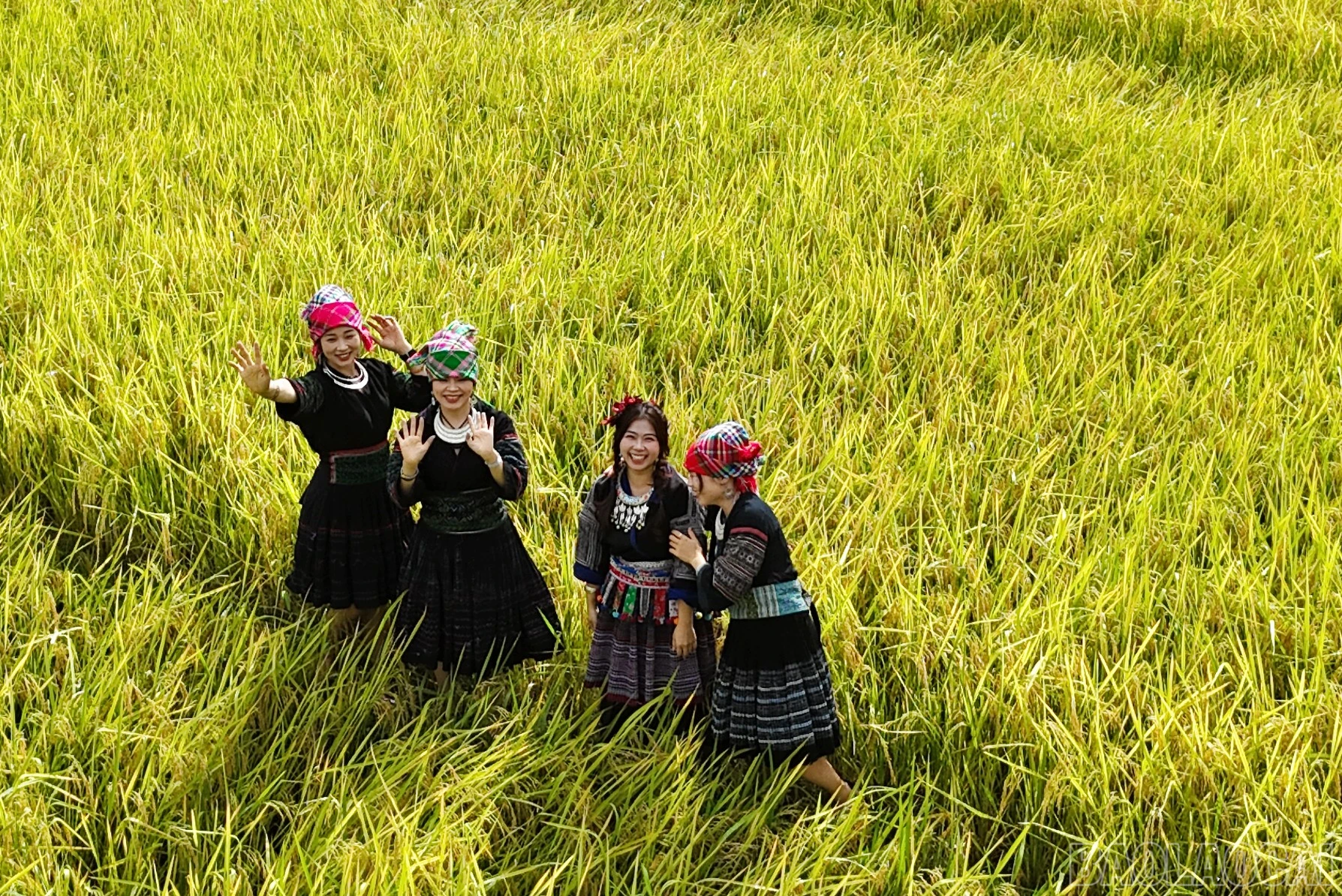 baolaocai-br_mb9.jpg