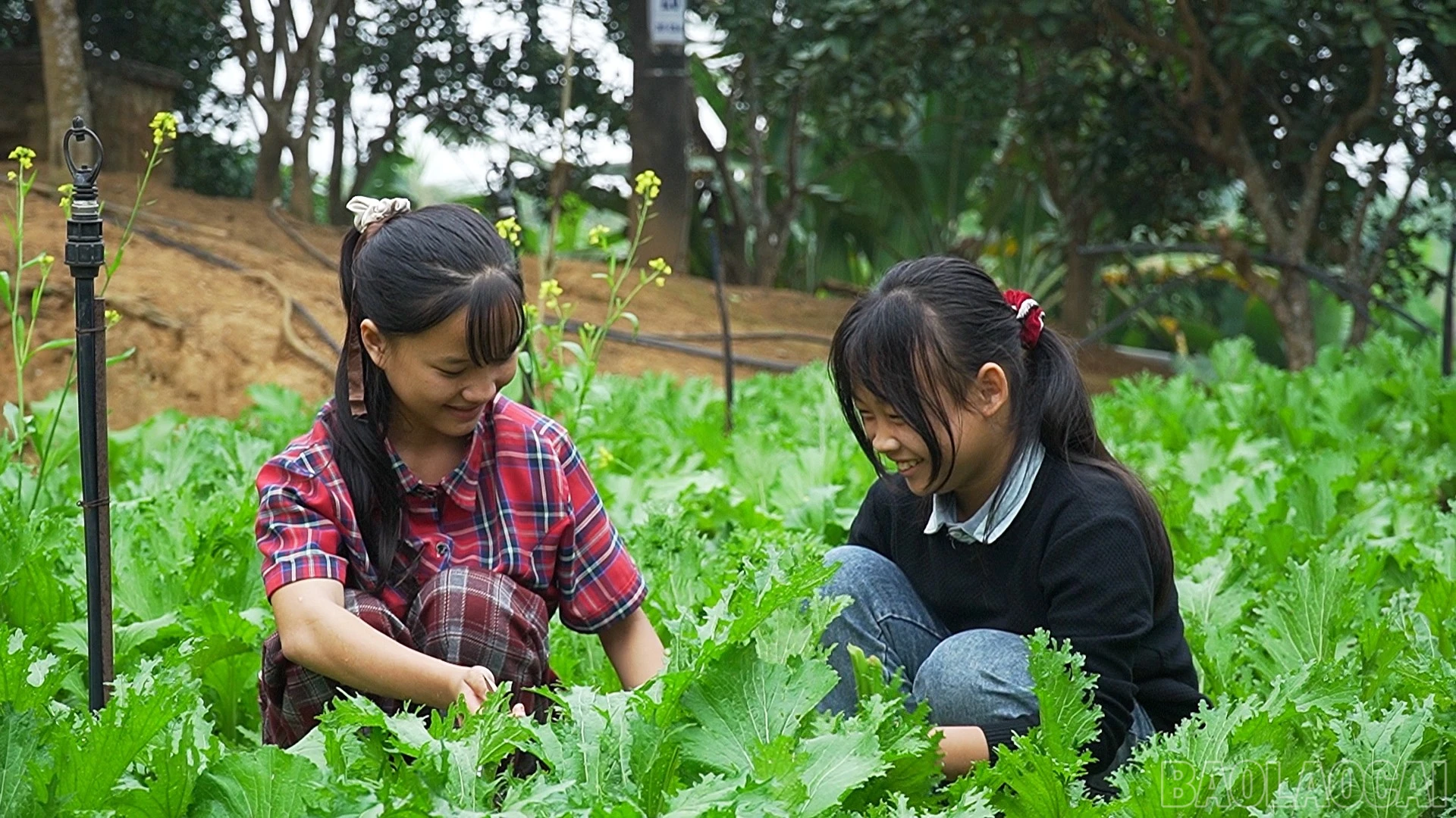 baolaocai-br_dung-ps00-24-27-13still130.jpg