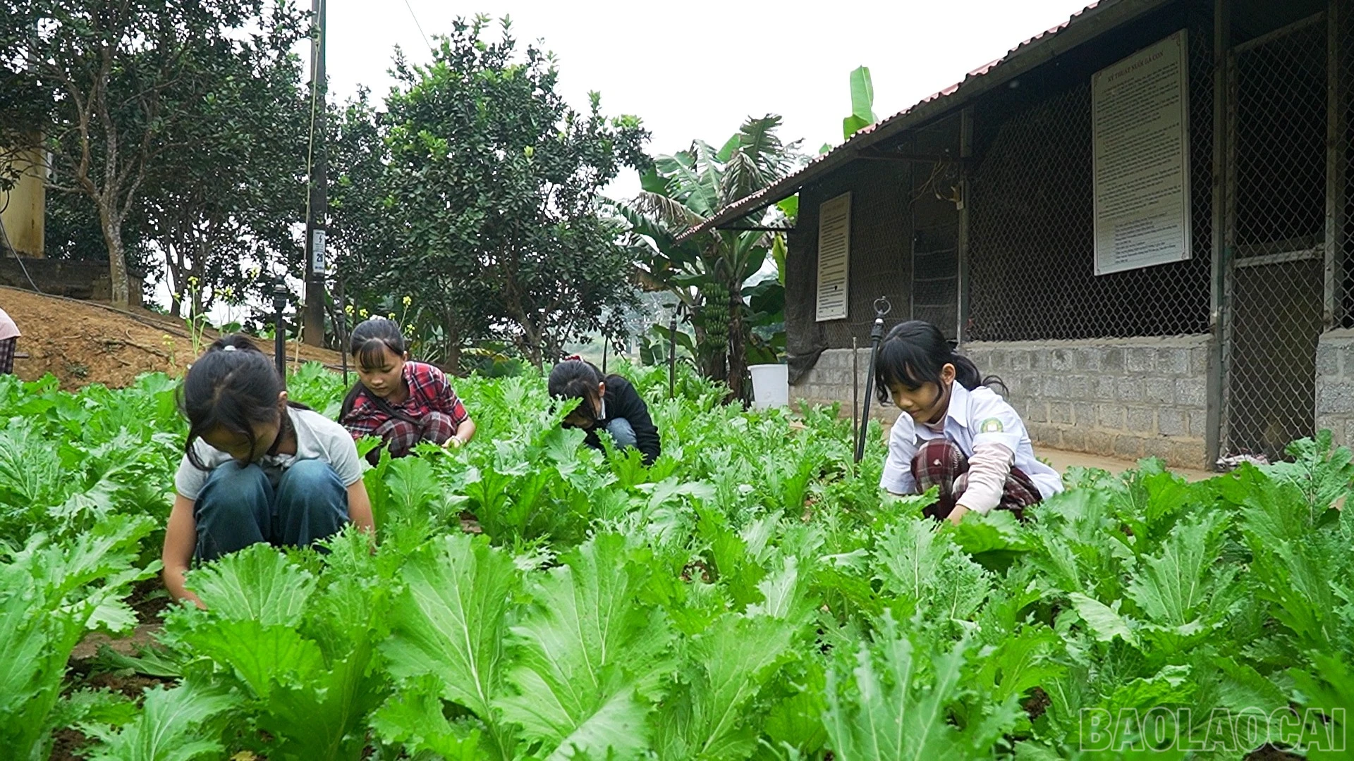 baolaocai-br_dung-ps00-15-32-24still131.jpg