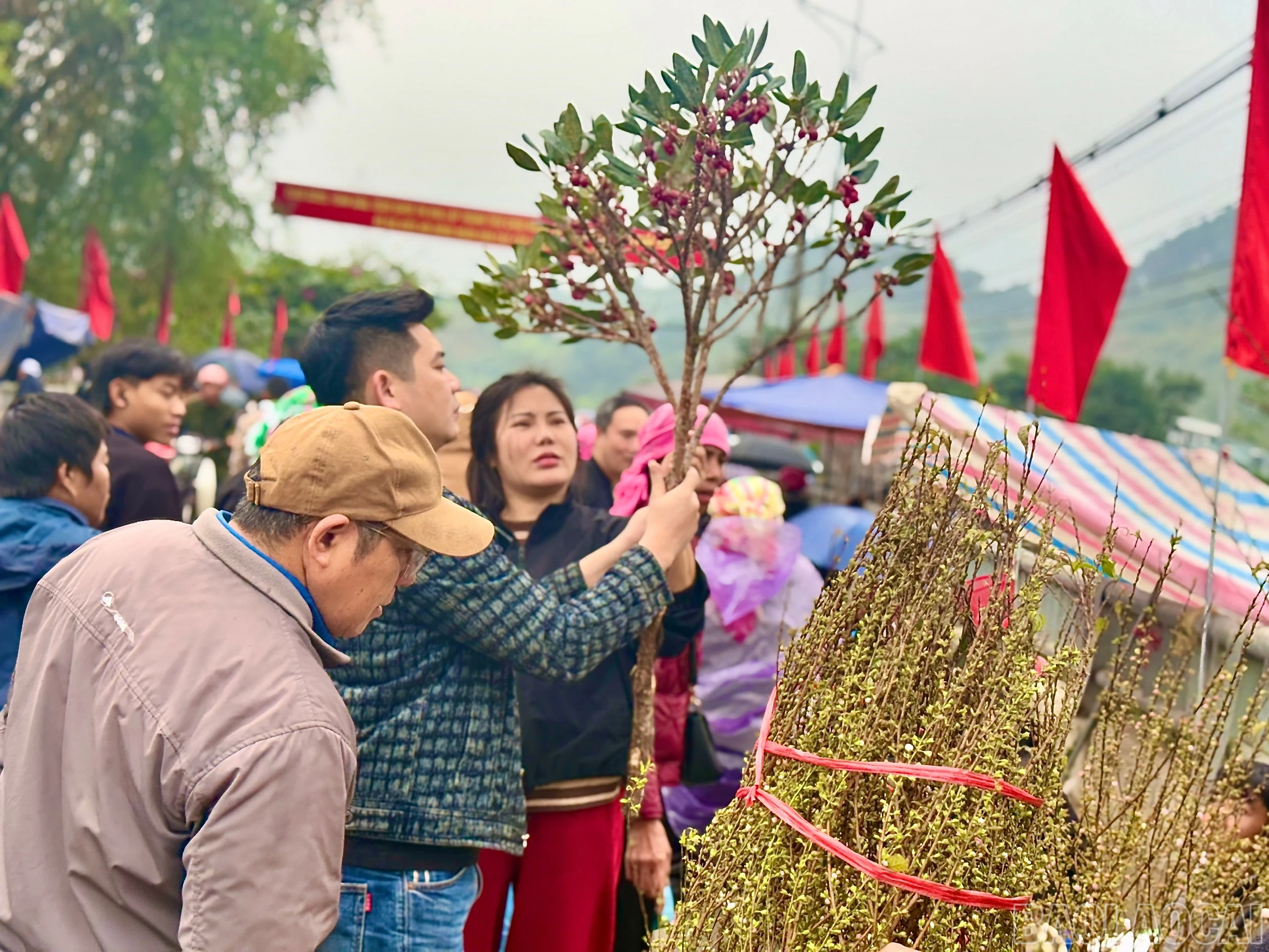 baolaocai-br_z7534290334735-b9df445d1fe03f7b7b3336e1266a02eb.jpg