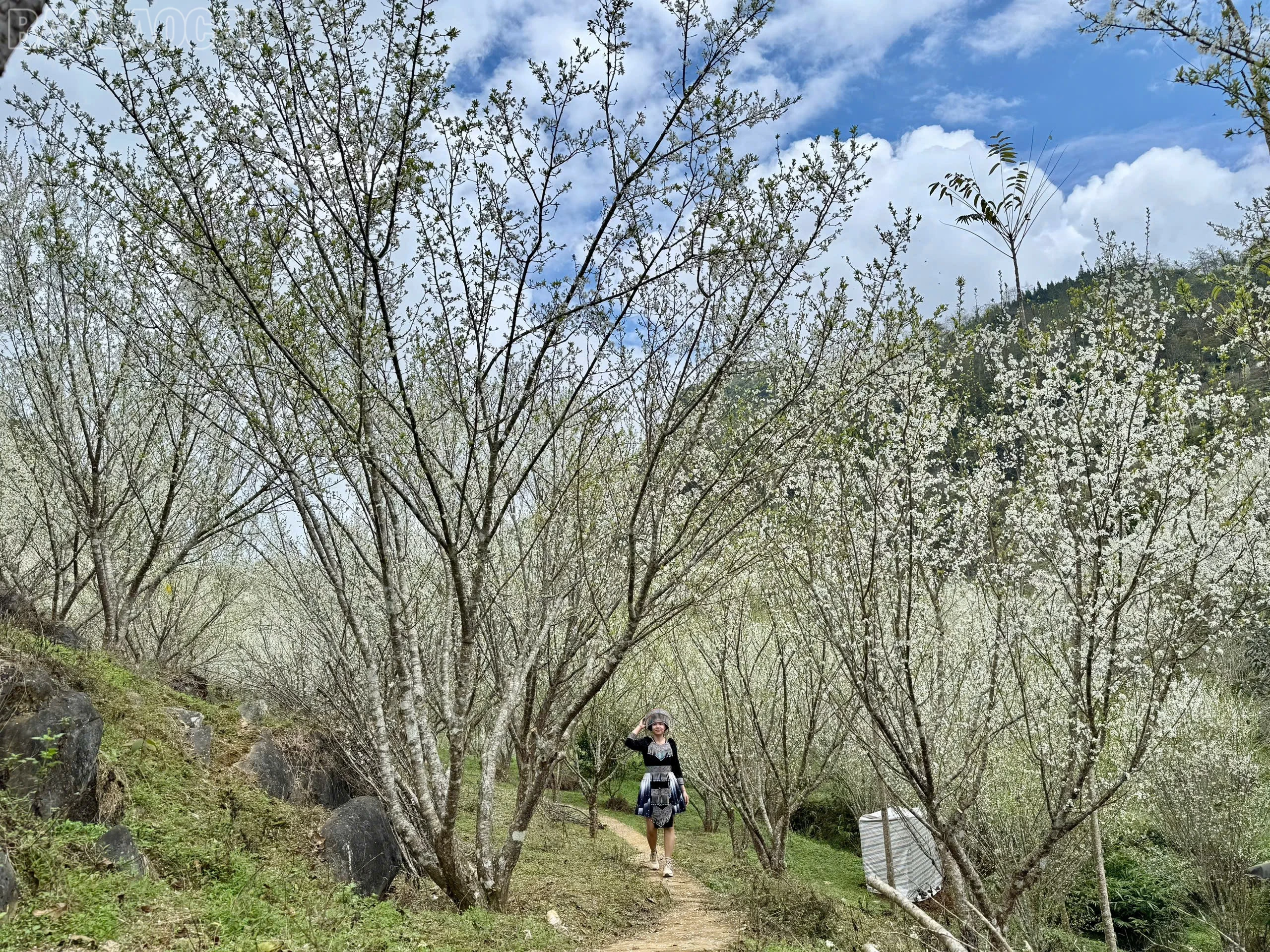 baolaocai-tl_z7563534618997-0934c86ed7474adb6f5840257d6253cf.jpg