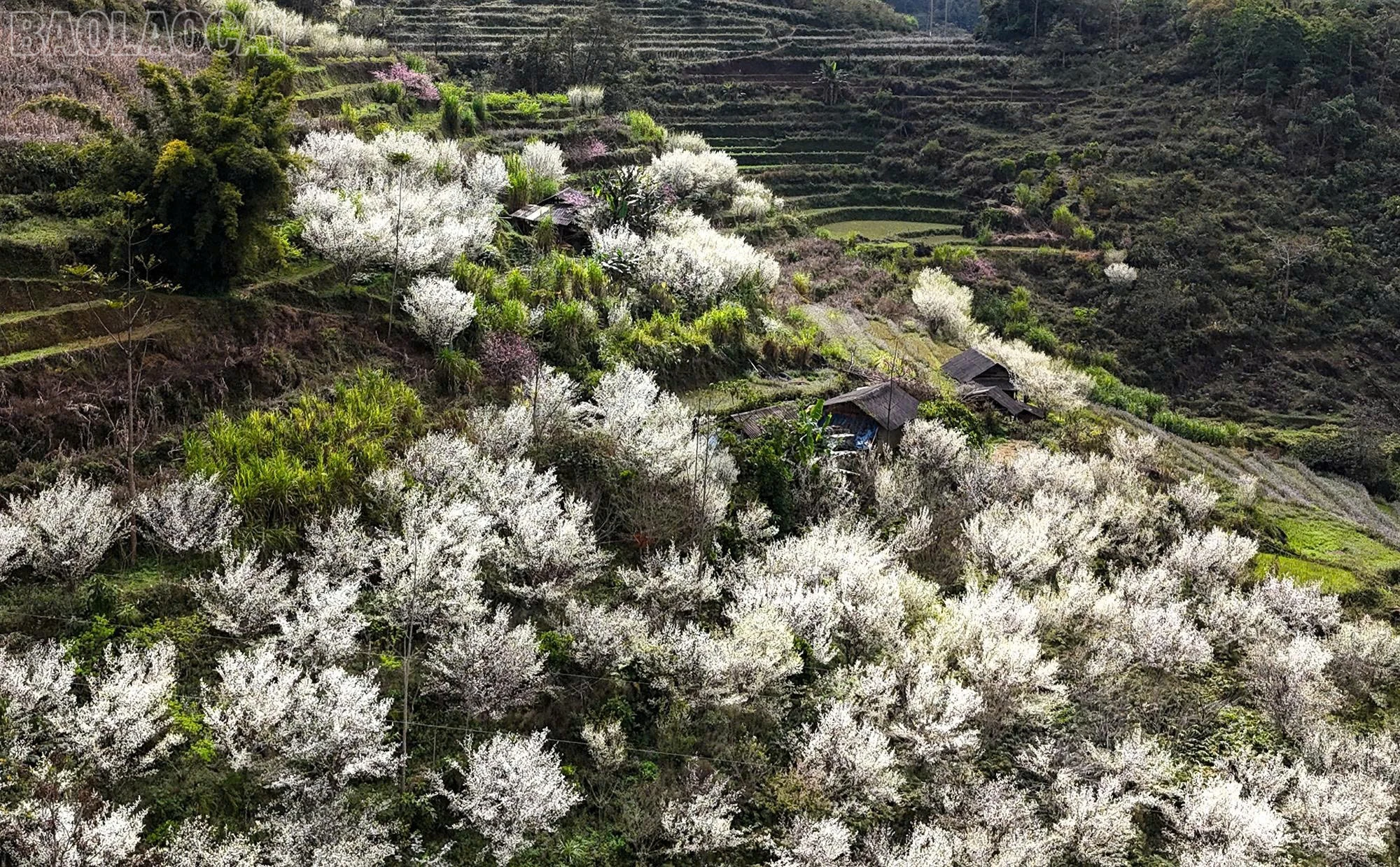 baolaocai-tl_z7563533595422-4a6e423e038272e525d4d600b48fe36b.jpg