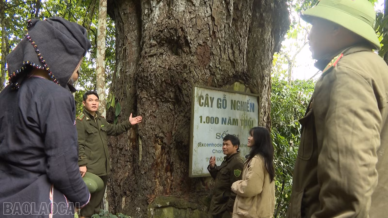 baolaocai-bl_anh-1-cay-go-ngihiens-co-100-nam-tuoi.png