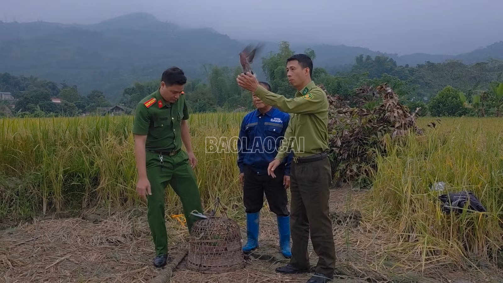 baolaocai-c_anh-1-tha-chim-ngoi-moi-ve-voi-tu-nhien.png