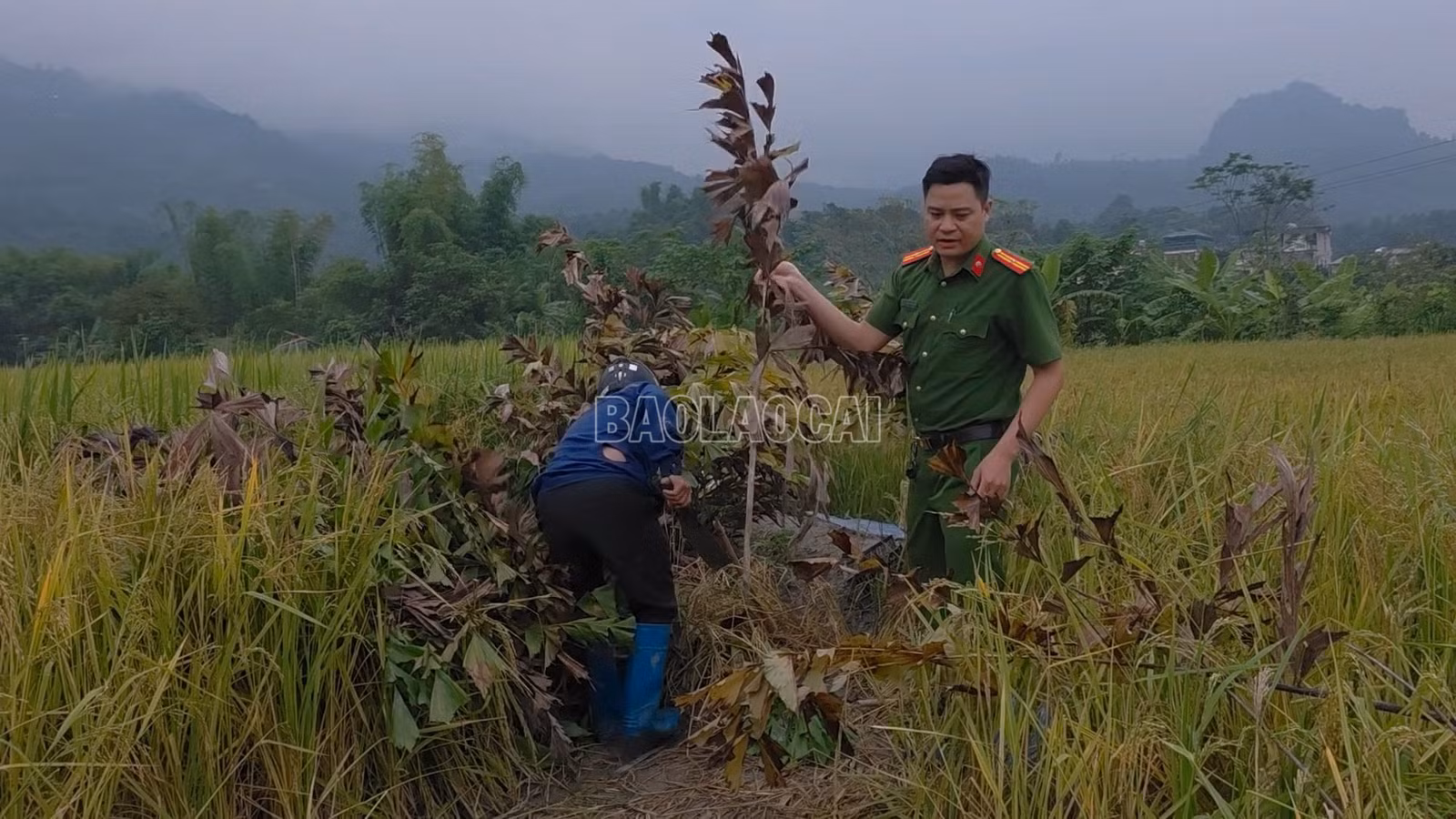 baolaocai-c_anh-4-thao-do-leu.png