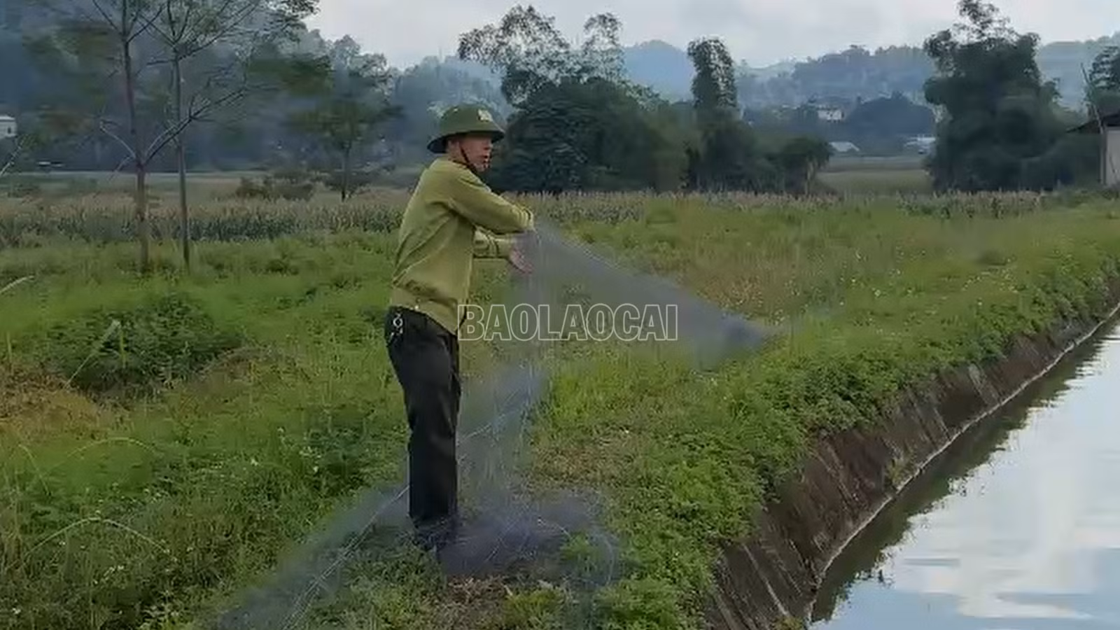 baolaocai-c_anh-thu-luoi.png