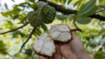 [Ảnh] Theo chân nông dân thôn Quyết Tâm thu hoạch na trái vụ