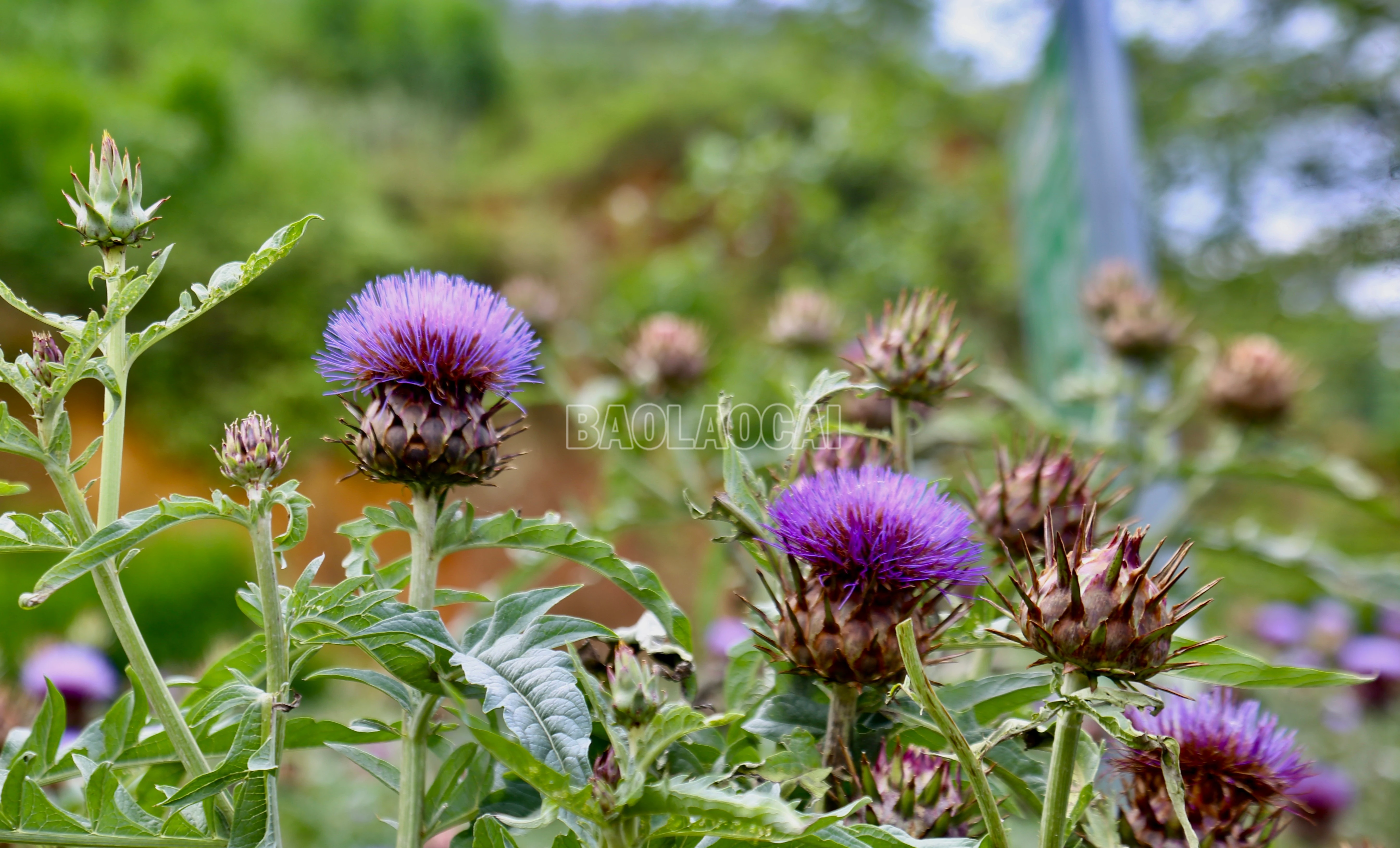 baolaocai-c_img-0397.jpg