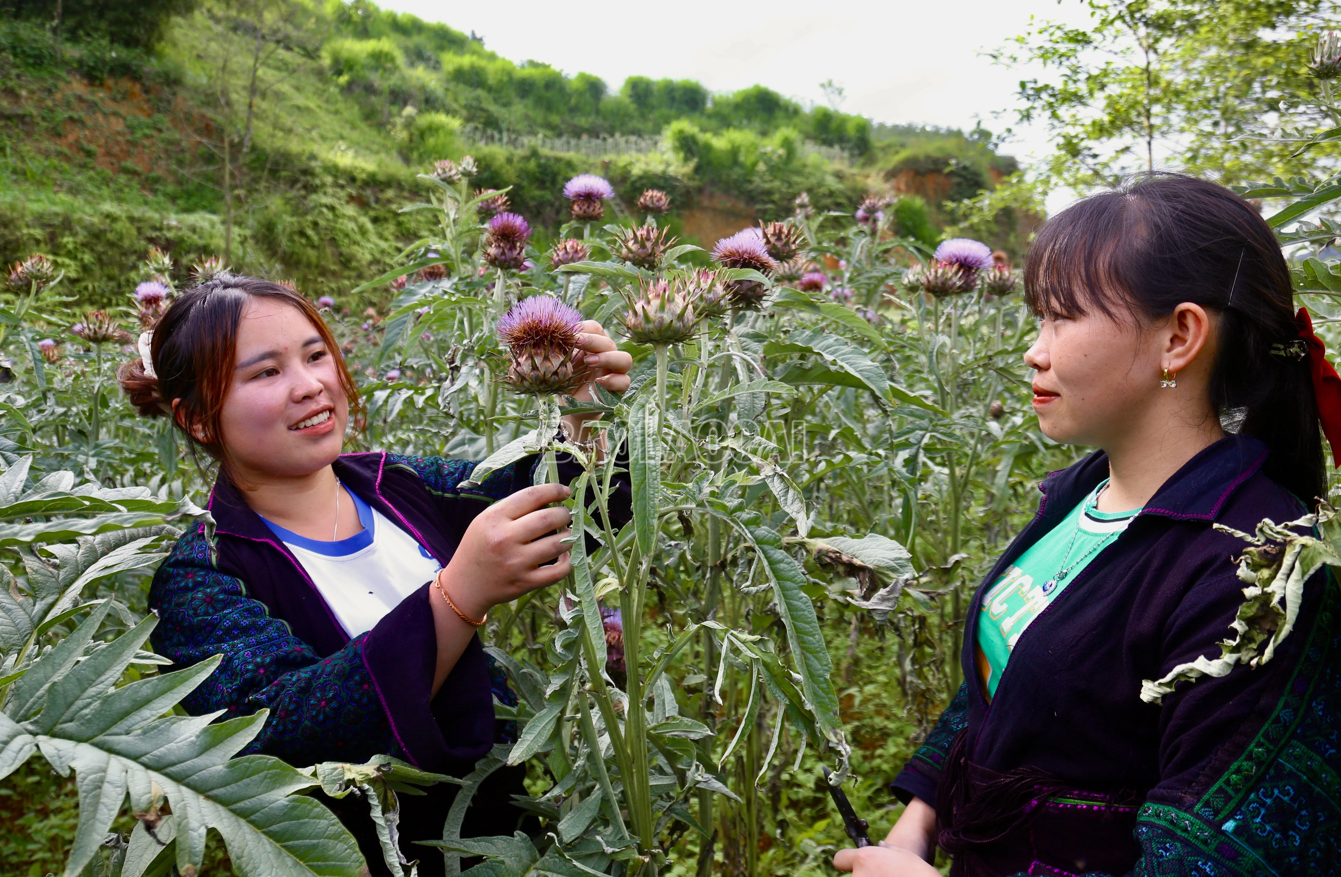 baolaocai-c_img-0349.jpg