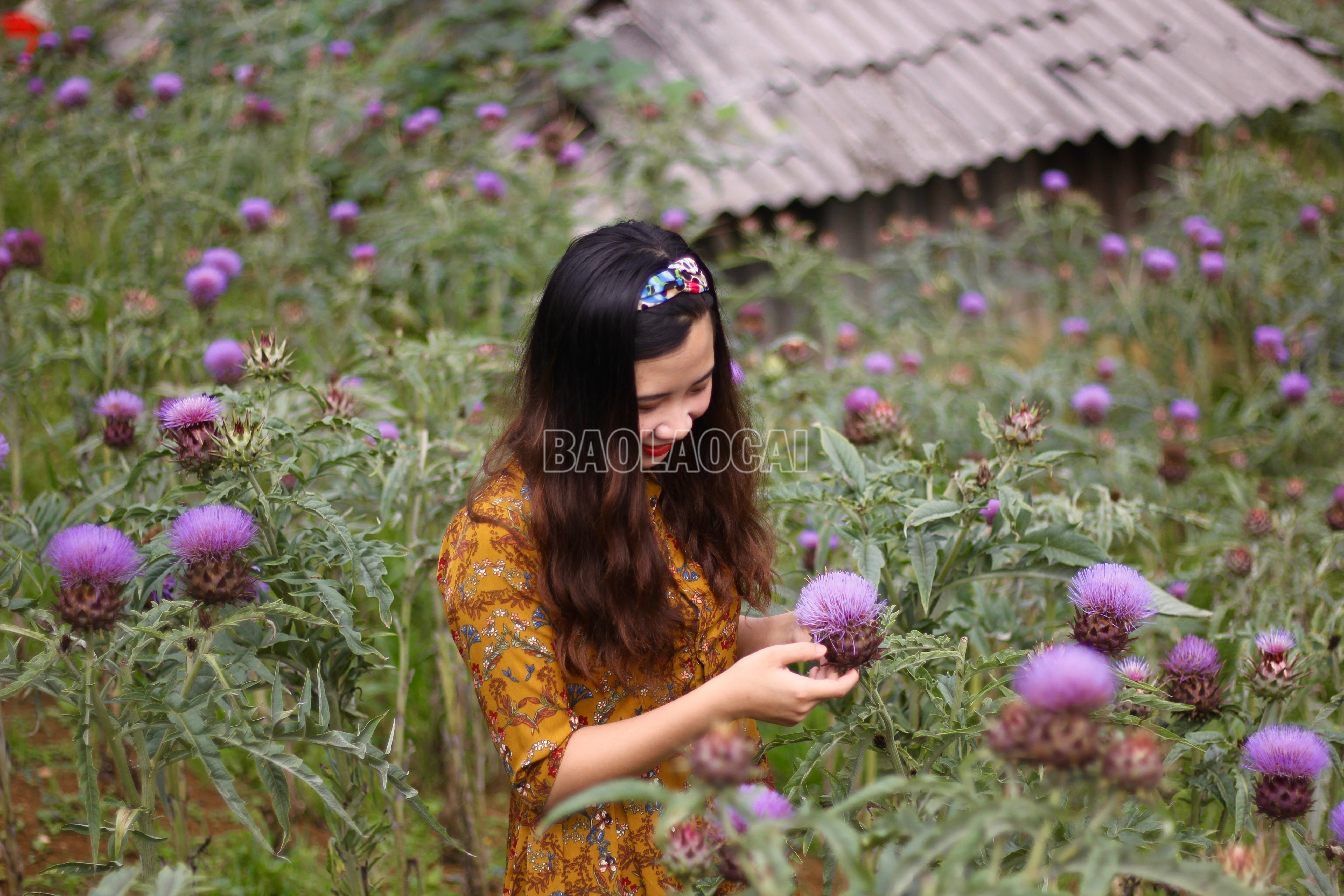 baolaocai-c_img-3490.jpg