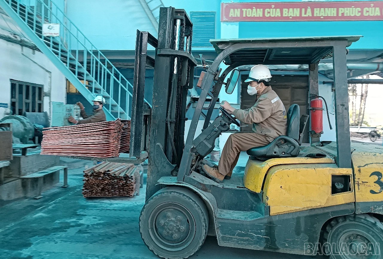 baolaocai-br_c14.jpg