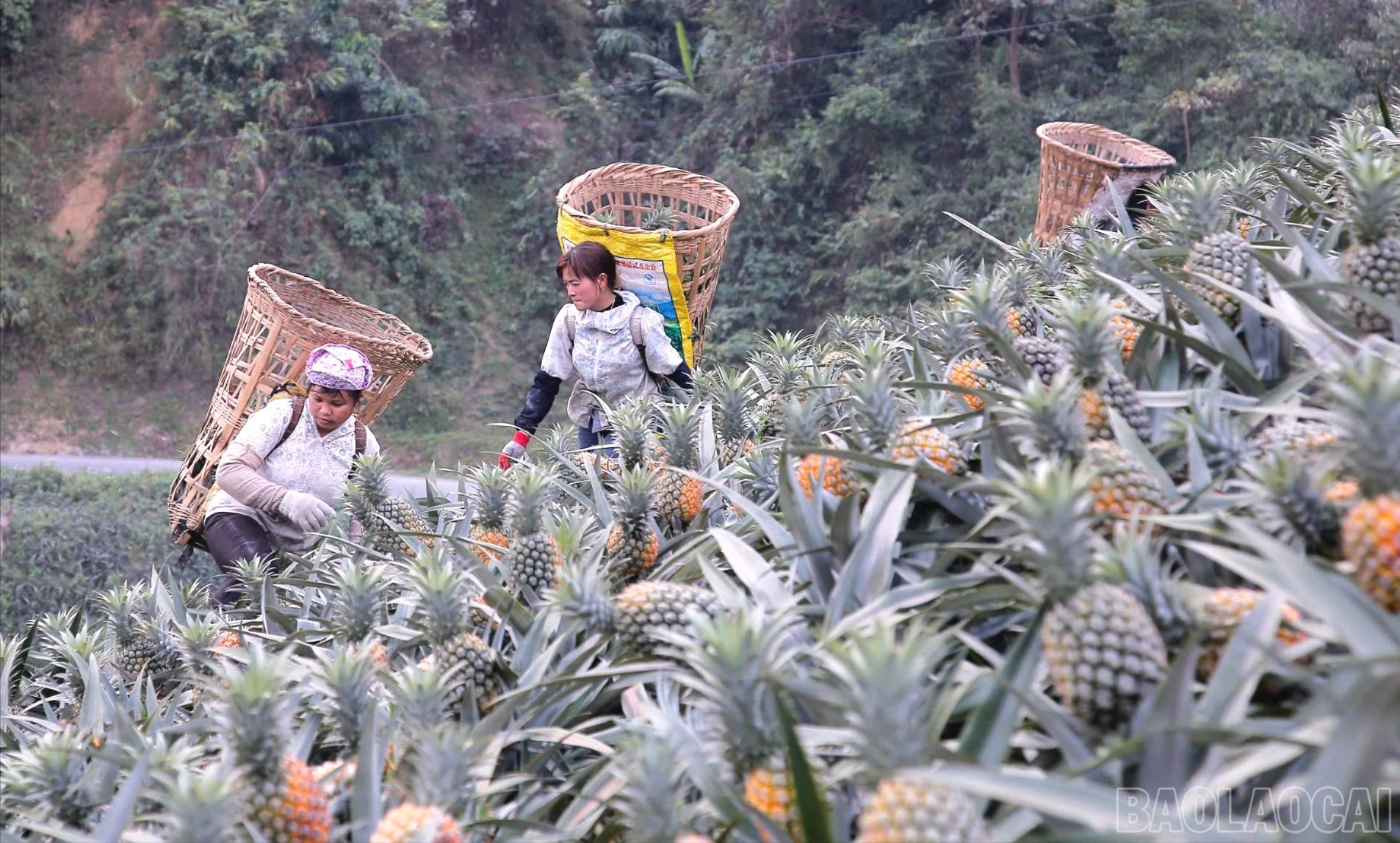 baolaocai-br_hoi-vien-nong-dan-thu-hoach-dua-9758.jpg