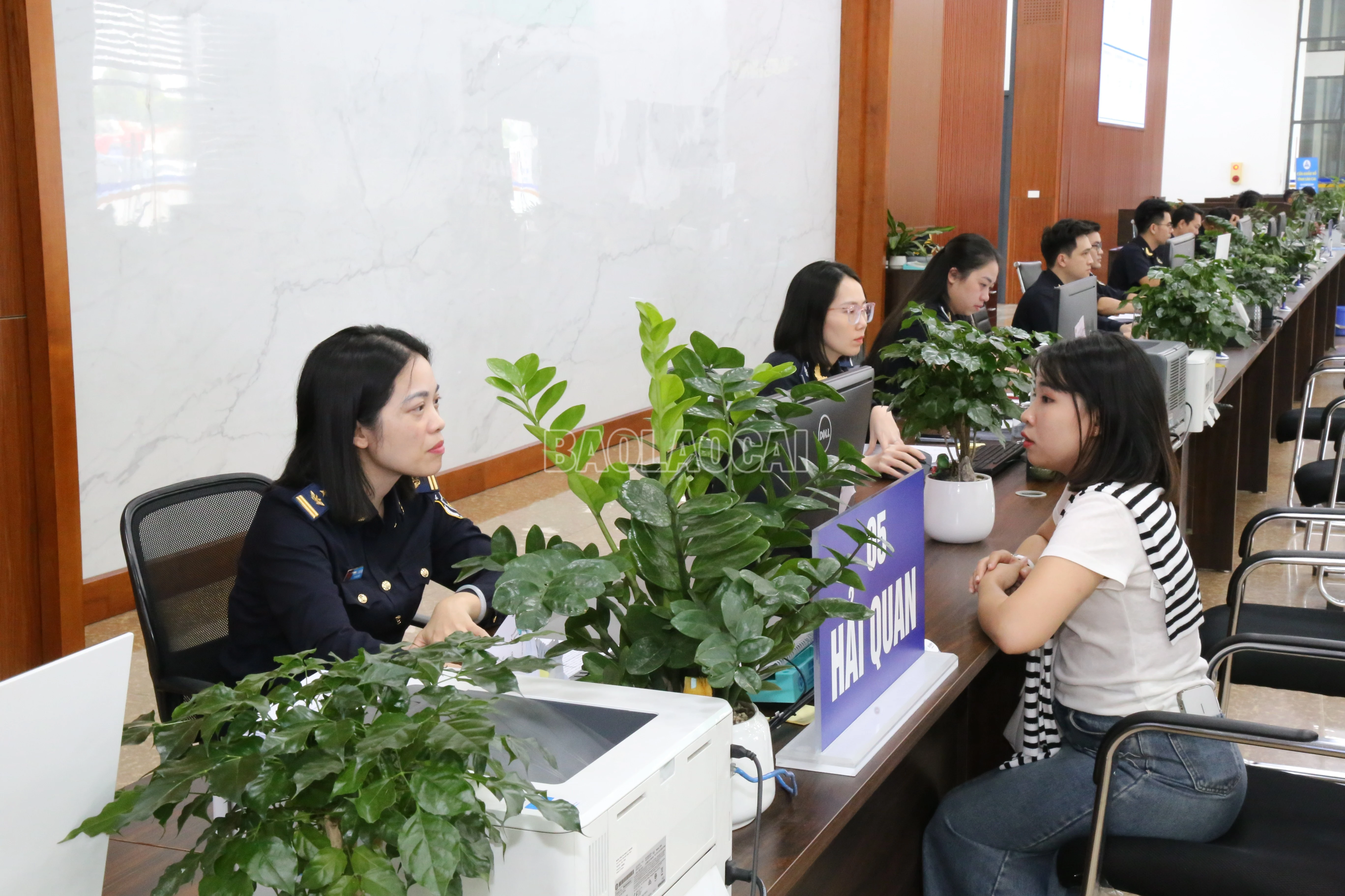 baolaocai-c_img-2791.jpg