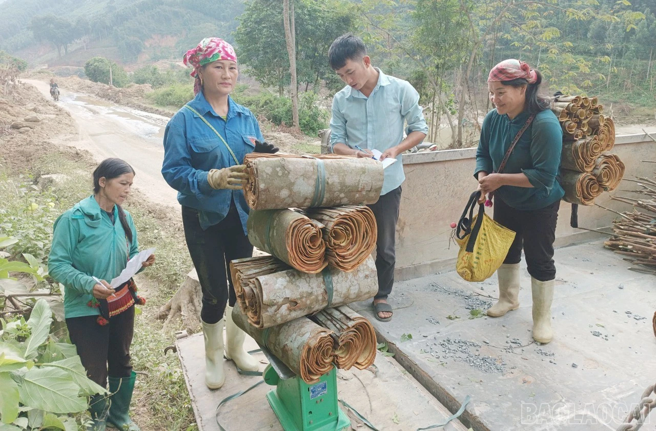 baolaocai-br_que-1.jpg