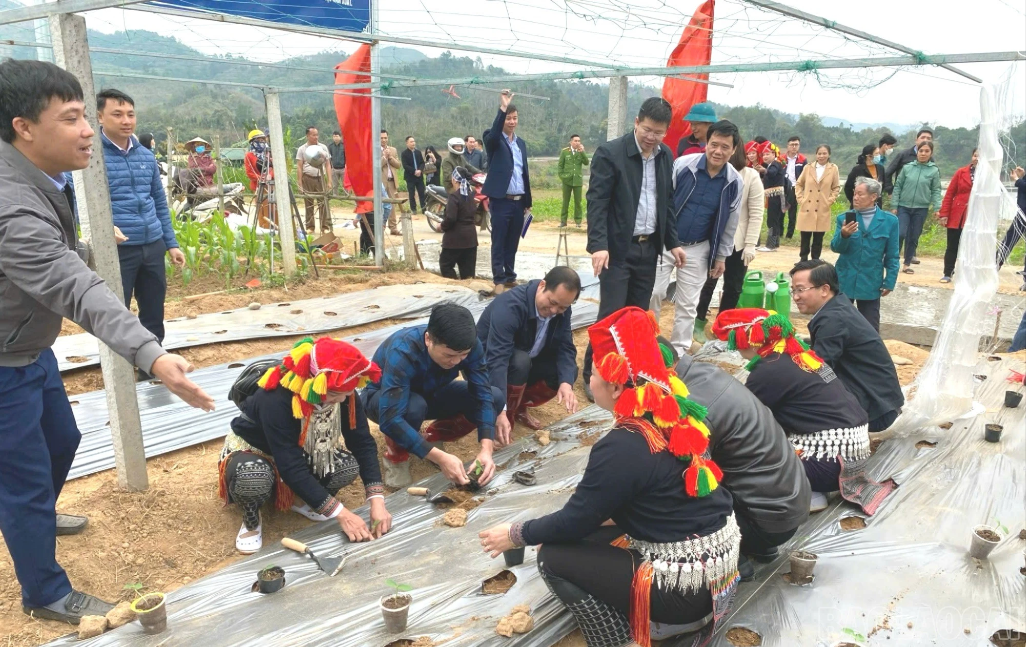 baolaocai-br_z7344516187350-0c440fc4f22cb134842461aee51d5f78-copy-8710.jpg