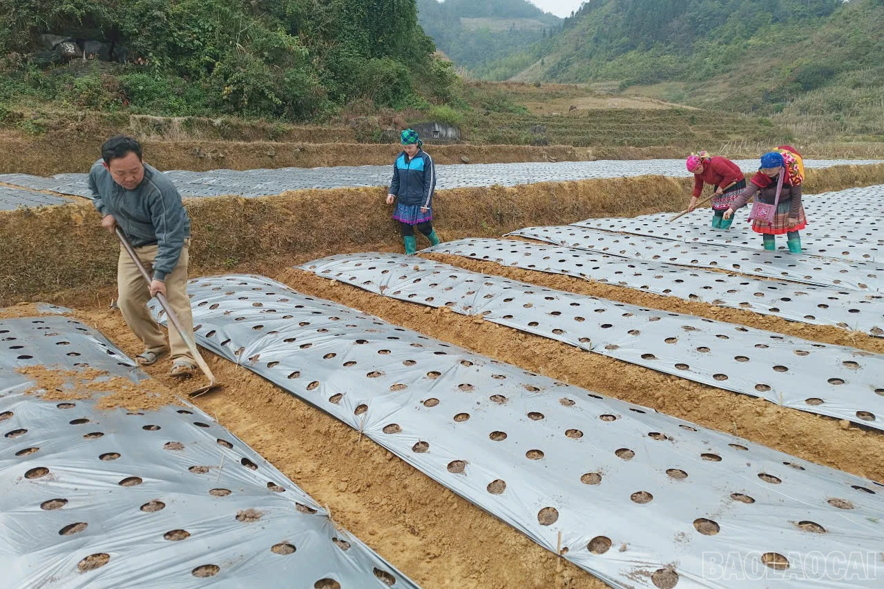 baolaocai-br_duoc-lieu.jpg