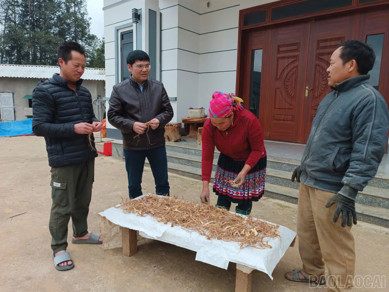 baolaocai-br_duocl.jpg