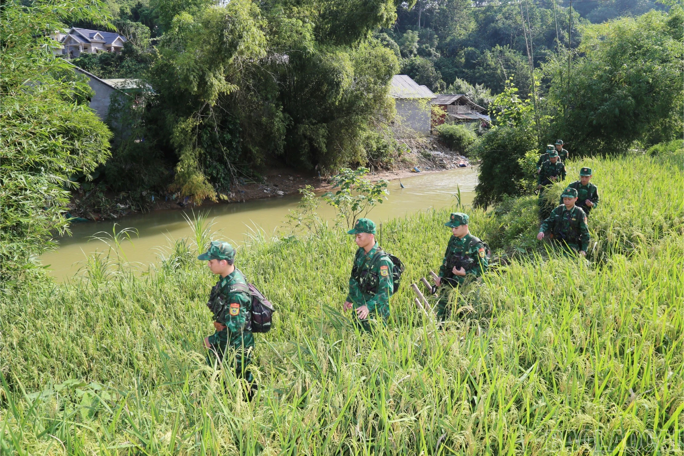 baolaocai-br_a8-1136.jpg