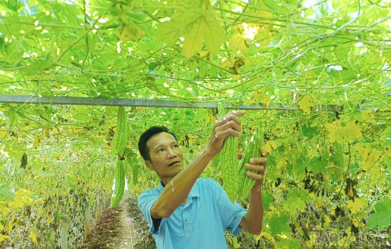baolaocai-br_g4.jpg