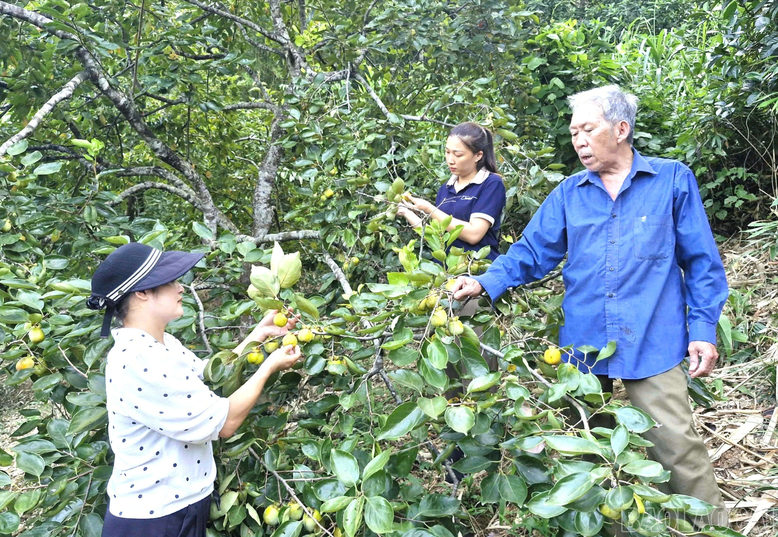 baolaocai-br_z7364950299197-de68b328e7bd24d0f577d945caee8e03-6096.jpg