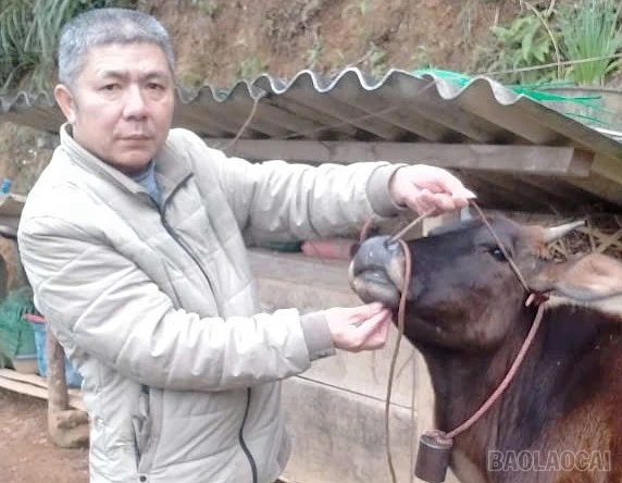 baolaocai-br_d2.jpg