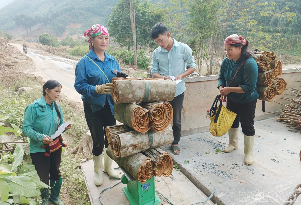 baolaocai-br_nd3.jpg