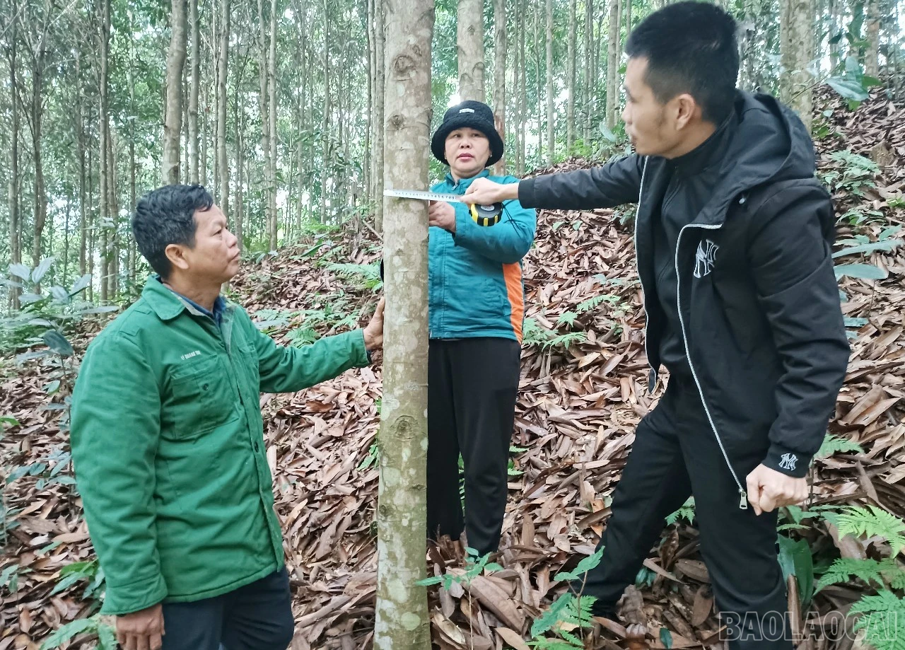 baolaocai-br_a13.jpg