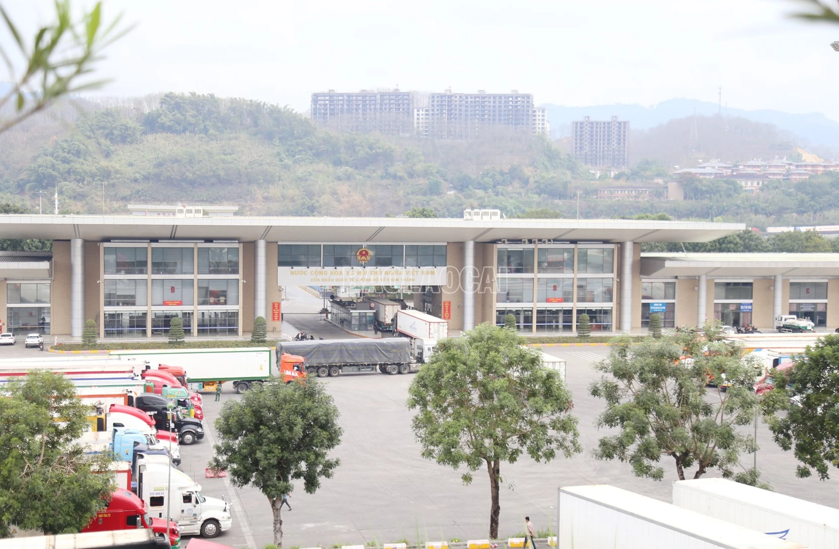 baolaocai-c_a6.jpg