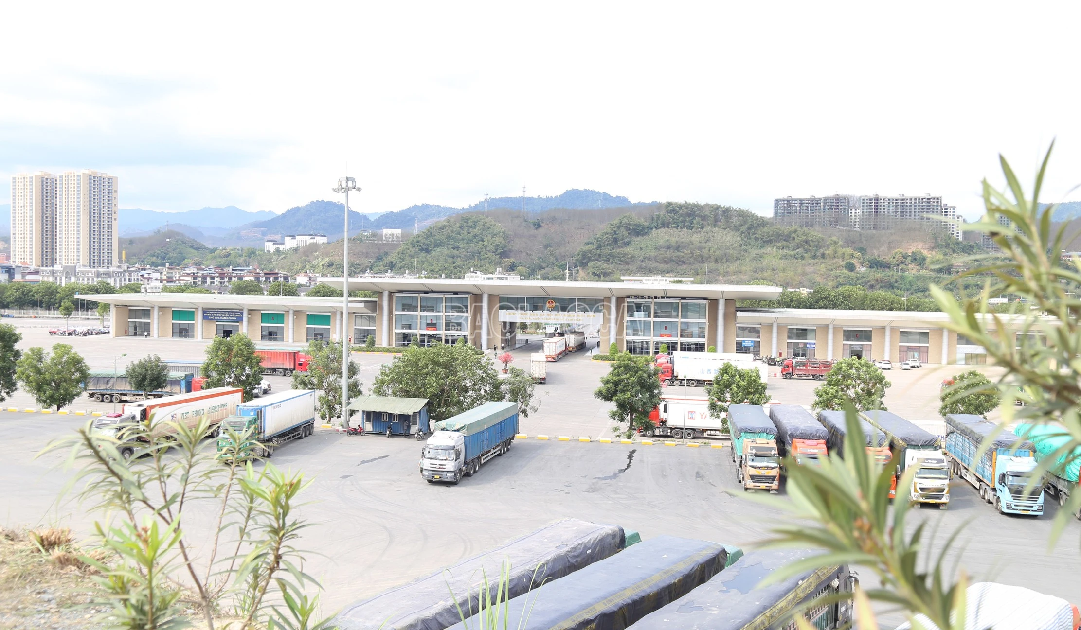 baolaocai-c_c1.jpg