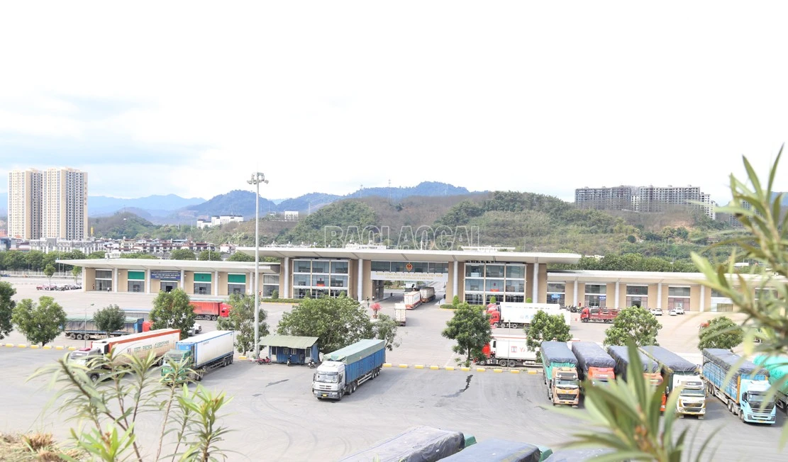 baolaocai-c_h.jpg