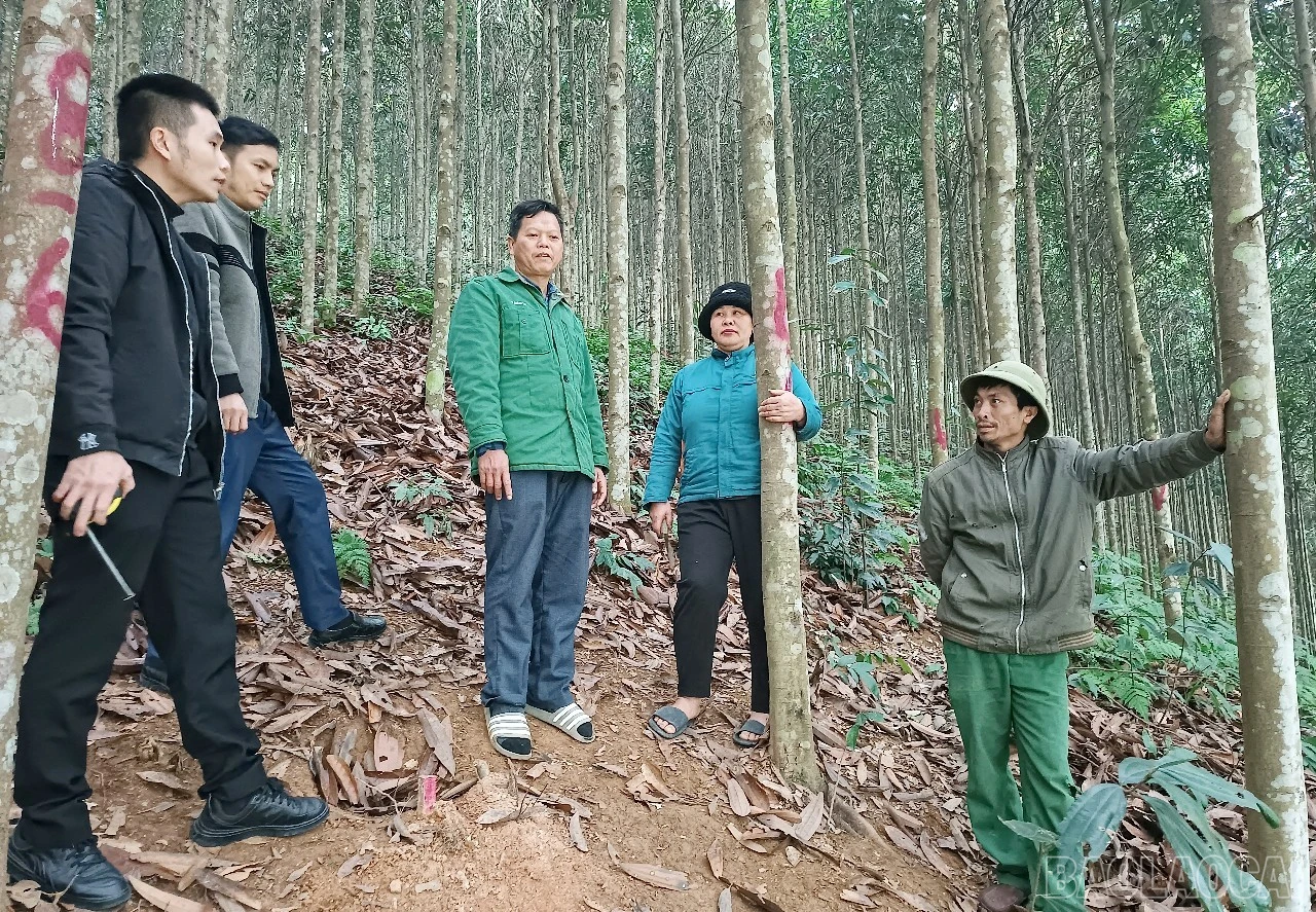 baolaocai-br_av.jpg