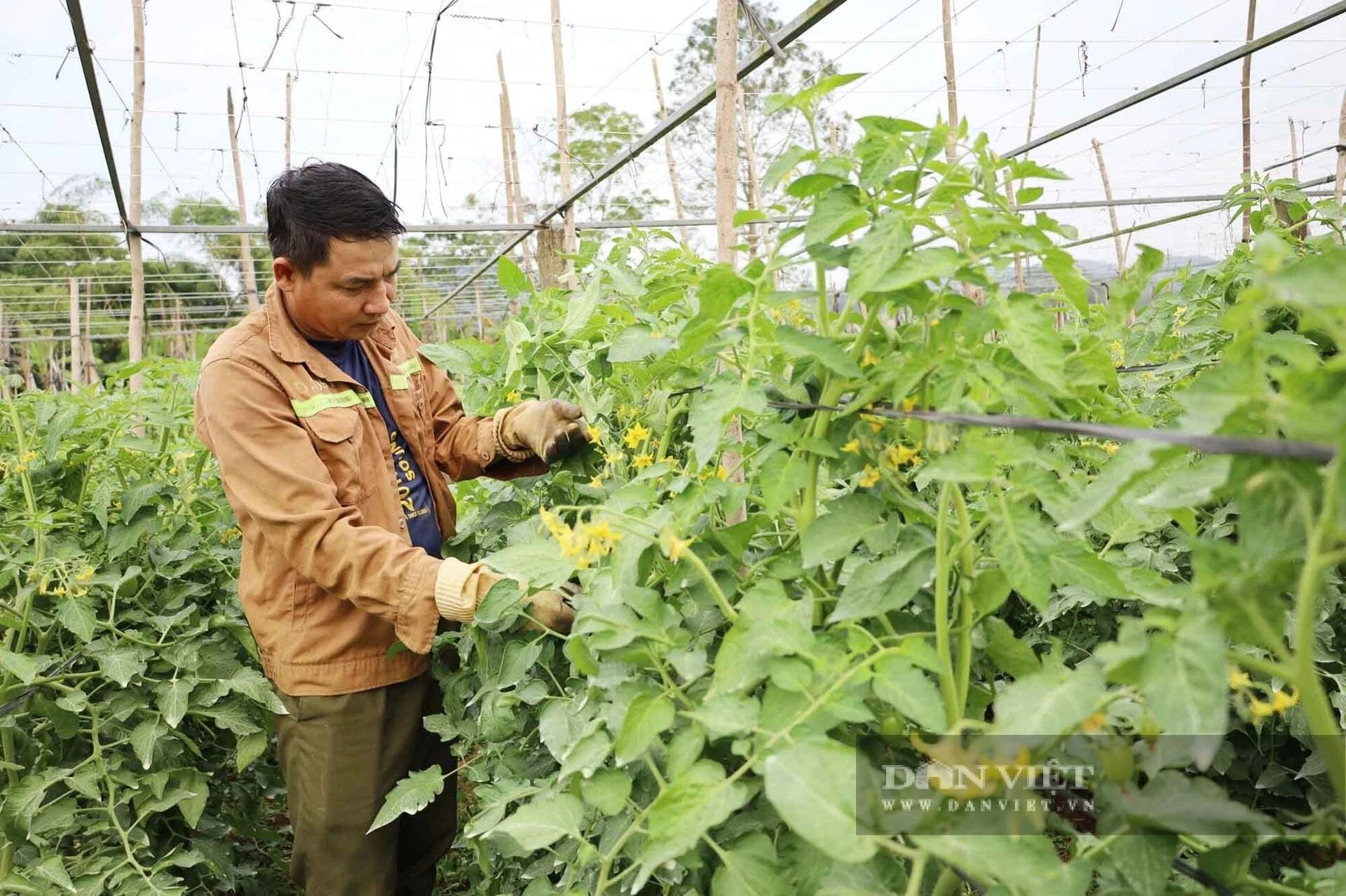 Người dân chủ động chăm sóc cây trồng trước thời tiết giá rét. Ảnh: Báo Dân Việt