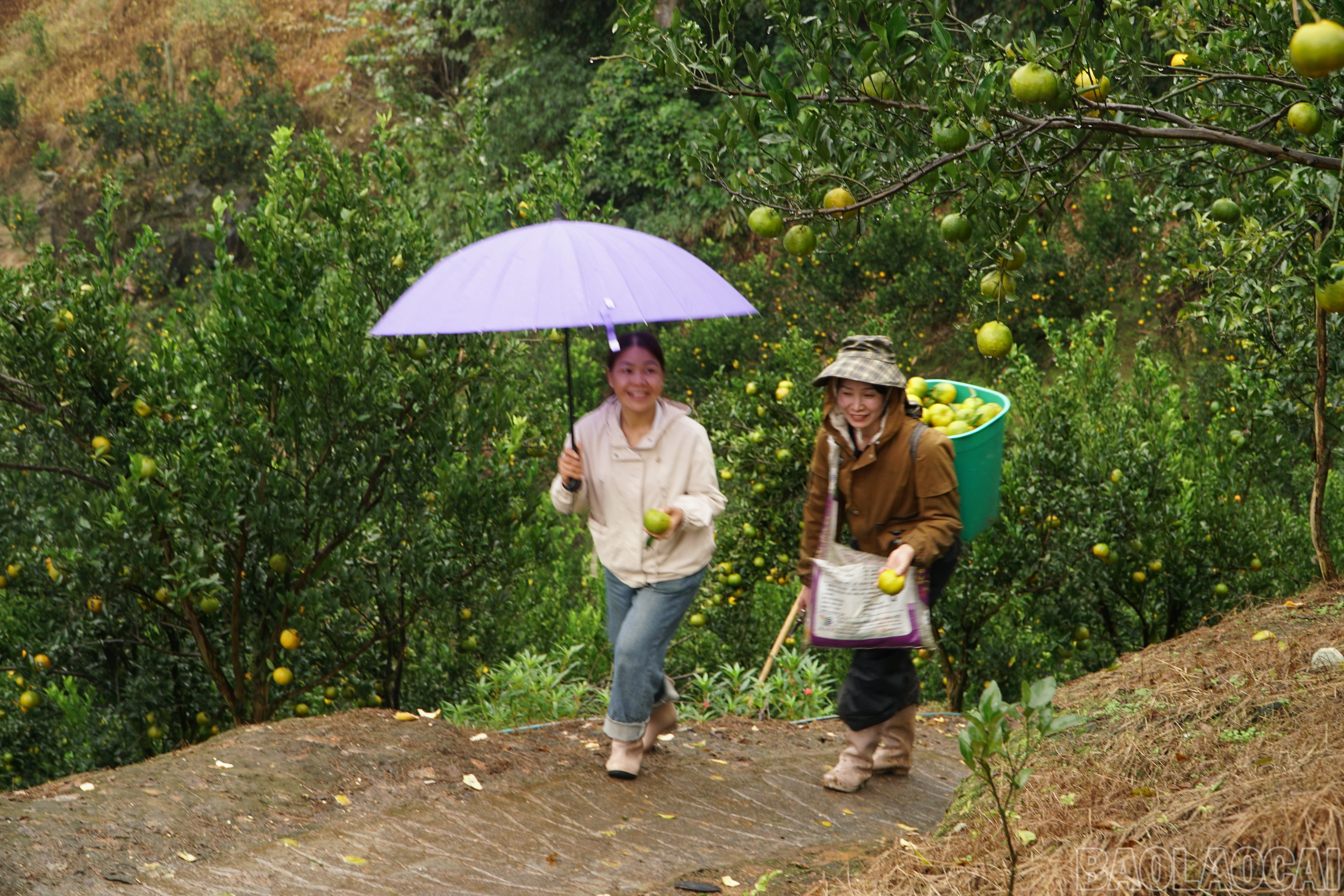 baolaocai-br_img-6079.jpg
