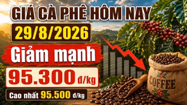 Giá cà phê hôm nay 29/8 giảm thêm 1.000 đồng/kg, Robusta tiếp tục đi xuống