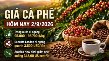 Giá cà phê hôm nay 2/9/2026 đi ngang, cao nhất 95.700 đồng/kg