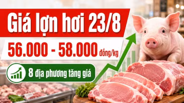 Giá lợn hơi hôm nay 23/8: Miền Bắc đồng loạt áp sát 58.000 đồng/kg