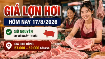 Giá lợn hơi hôm nay 17/8/2026: Cả ba miền đồng loạt đi ngang