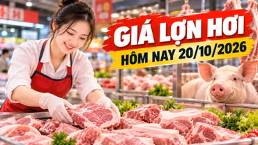 Giá lợn hơi hôm nay 20/10: Miền Bắc phổ biến 51.000 - 52.000 đồng/kg