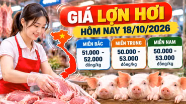 Giá lợn hơi hôm nay 18/10/2026: Thấp nhất 50.000 đồng/kg