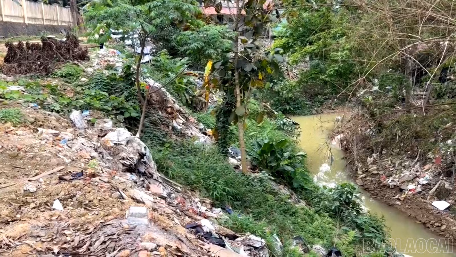 baolaocai-br_4.jpg