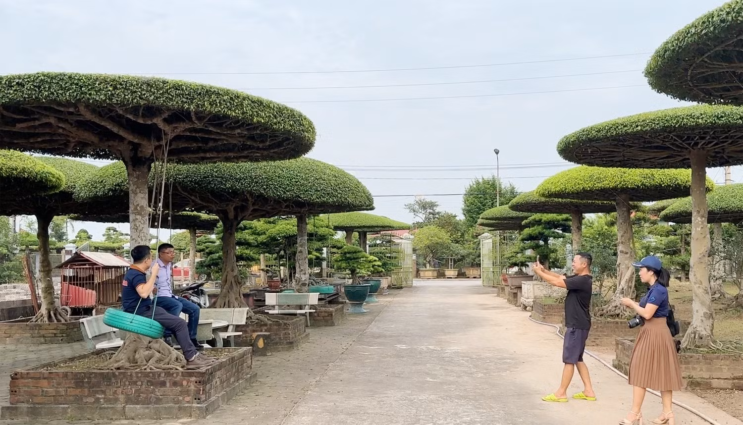 cay-canh-2.jpg