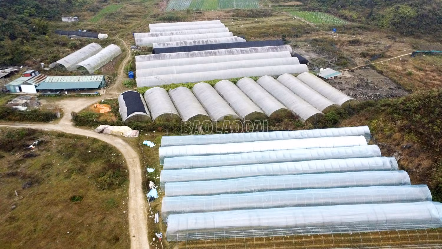 baolaocai-c_dji-0193.jpg
