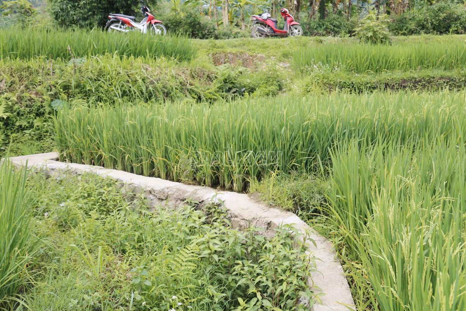 baolaocai-c_555.jpg